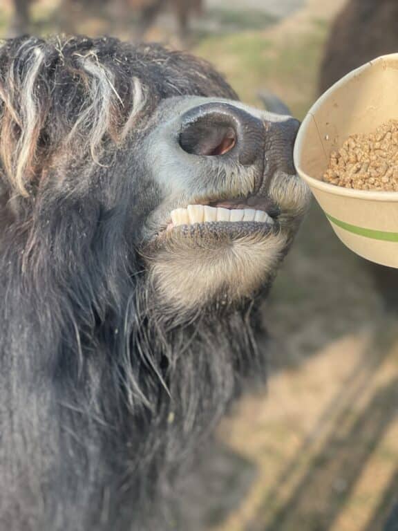 cow showing his teeth