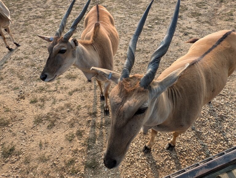 deer with spiral horns standing