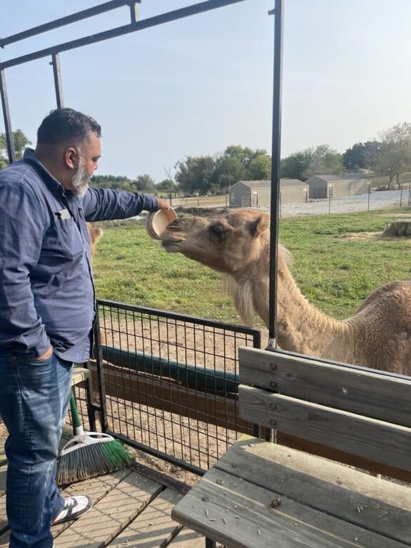 camel being fed food