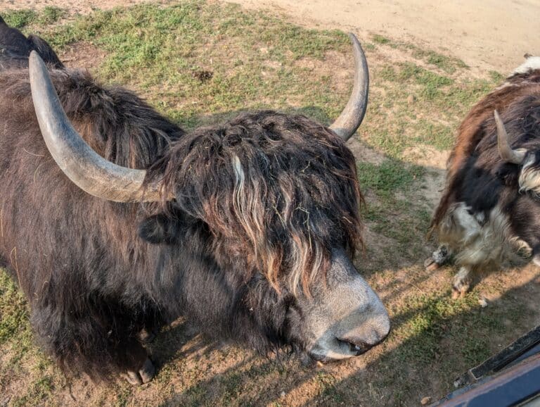 highlander cow