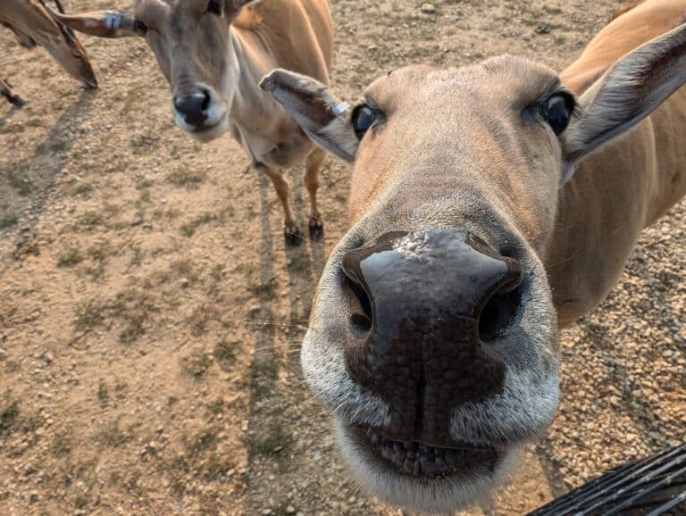 deer looking at the camera