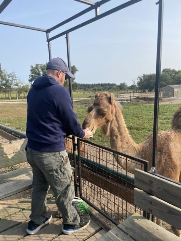 man feeding a camel