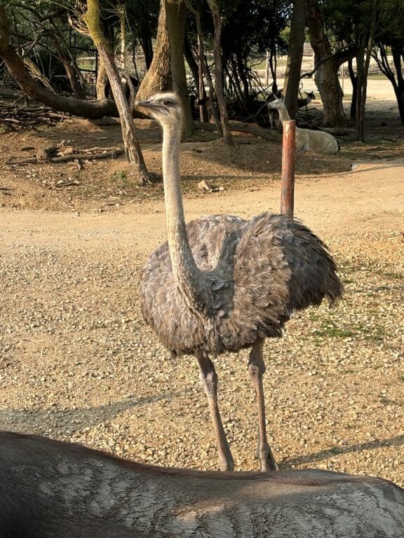 ostrich standing