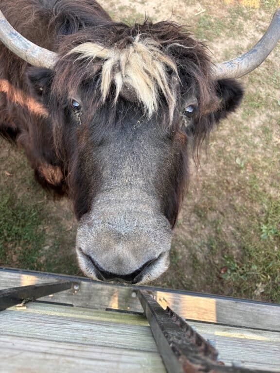 highlander cow looking up